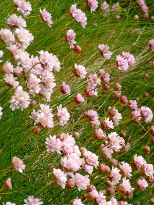 Sea Pink by the shore
